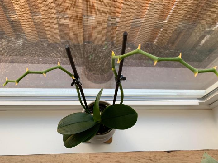 Orchid plant losing flowers