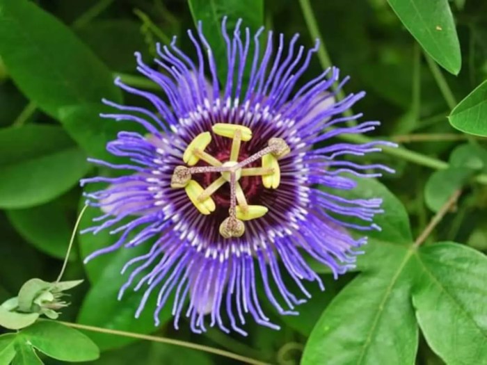 Purple passion plant flowering