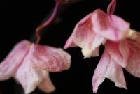 Orchid plant losing flowers