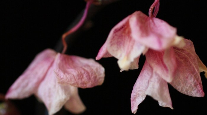 Orchid plant losing flowers