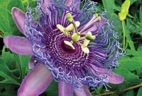 Purple passion plant flowering