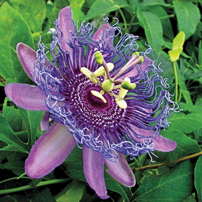 Purple passion plant flowering